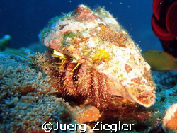 Hermit Crab looking bright

Sabang, Puerto Gallera, Min... by Juerg Ziegler 